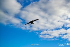 Swallow