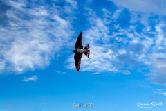 Swallow